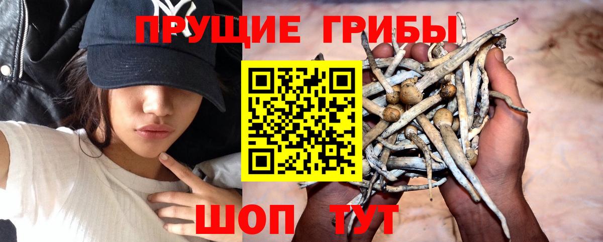Галлюциногенные грибы MAGIC MUSHROOMS  продажа наркотиков  Вход с VPN  Чусовой  Галлюциногенные грибы Cubensis 